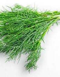 Fresh Dill 1/Bunch