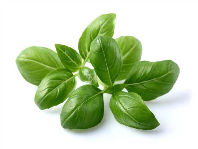 Fresh Basil  8oz 1CS