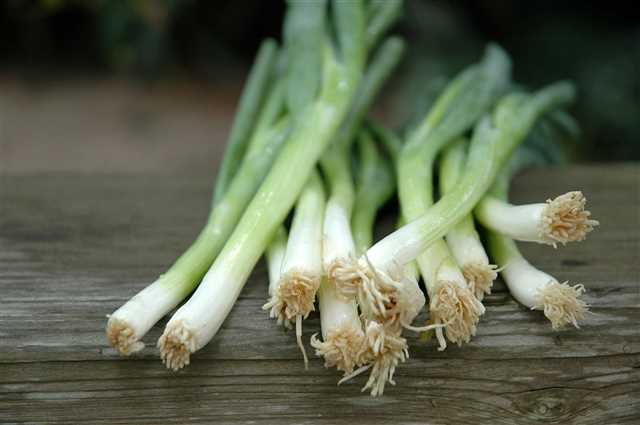 Fresh Scallions 1-bunch