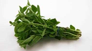 Fresh Oregano 12 bunch