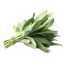Fresh Sage 12/Bunch