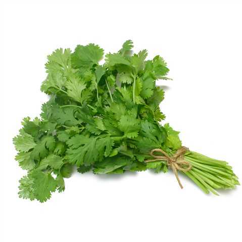 Fresh Cilantro