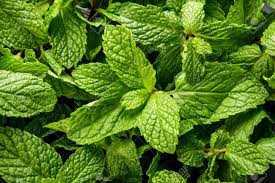 Mint Fresh 1 Bunch