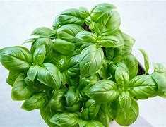 Fresh Basil Kilo 1/2.2LB