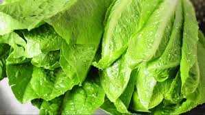 Fresh Romaine