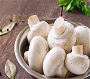 Mushrooms Cello